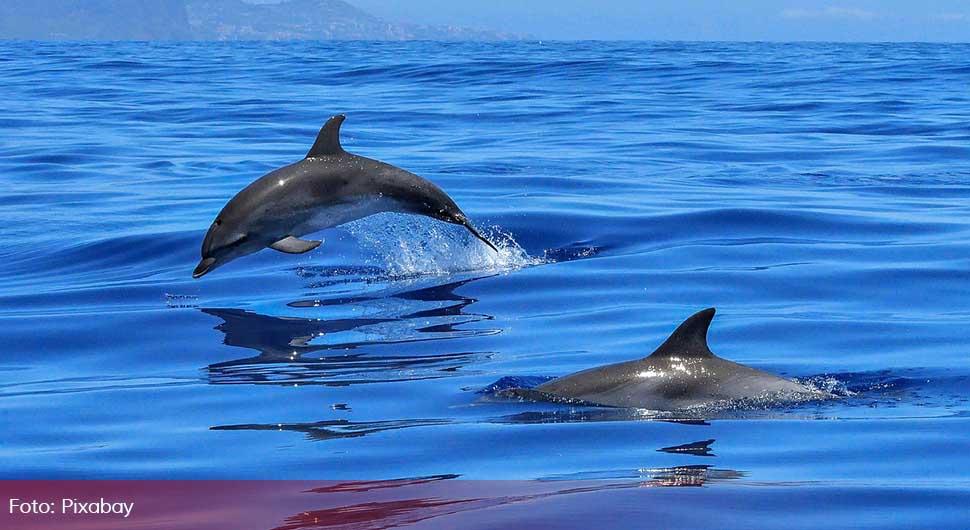 delfin pixabey.jpg